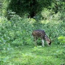 a giraffe grazing in the grass in a field