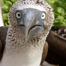 eine Nahaufnahme eines großen Vogels mit seinem Schnabel