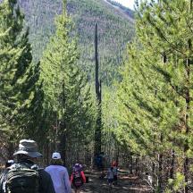 a group of people walking on a trail through trees