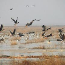 a flock of birds flying over a marsh field