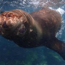 ein braunes Tier, das im Wasser schwimmt