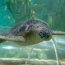 en grøn havskildpadde, der svømmer i et akvarium