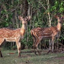 three giraffes standing in the grass in front of trees