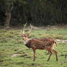 a deer standing in a field of grass
