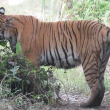a tiger standing in the grass near a tree