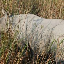 a white rhino standing in the tall grass