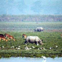 a herd of rhinos and other animals grazing in a field