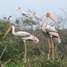 a flock of birds standing in the trees