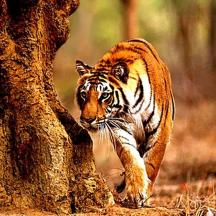 a tiger walking next to a tree