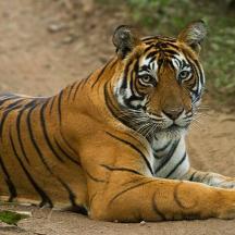 a tiger laying down on a dirt road