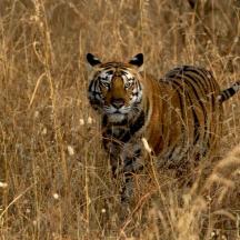 a tiger walking through a field of tall grass
