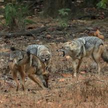 two wolves are standing in a field