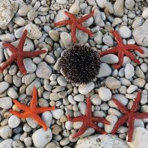 four starfish on a beach with rocks