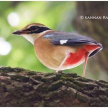a bird perched on top of a tree branch