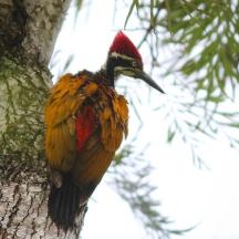 a bird perched on the side of a tree