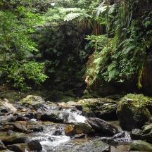 a stream of water with rocks in a forest