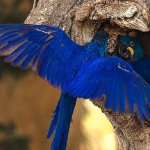 a blue bird with its wings out in a tree
