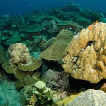 a group of corals on the ocean floor