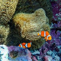 a group of clown fish in an ocean sponge