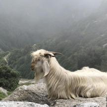 a goat sitting on top of a mountain