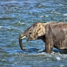 an elephant walking through a body of water