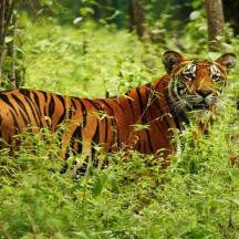 a tiger standing in the grass in the woods