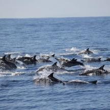 a group of dolphins swimming in the ocean