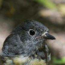 a small bird with a black beak