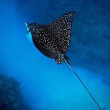 a black and white umbrella flying in the sky