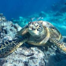 a green sea turtle swimming in the ocean
