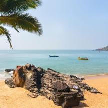 a beach with a palm tree and the ocean