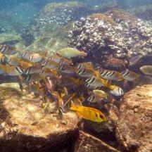a group of fish swimming in the water