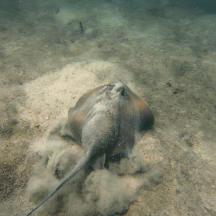 un elefante sdraiato a terra nella polvere