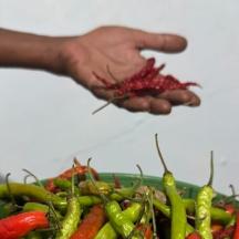 a person holding a bunch of vegetables in a bowl