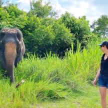 un grup de persones mirant un elefant a l'herba