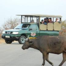 a herd of cows crossing a road with a jeep