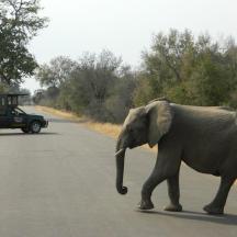 an elephant crossing the road in front of a jeep