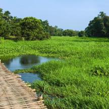 a wooden walkway through a field with a creek