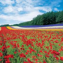 a field of flowers with a field of tulips