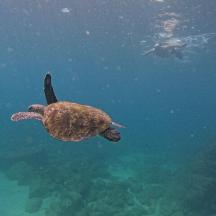 penyu hijau berenang di dalam air