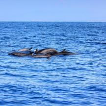 a group of dolphins swimming in the water