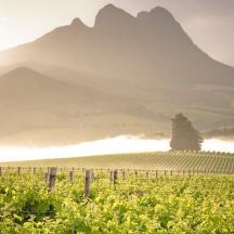 a vineyard with a tree and a mountain