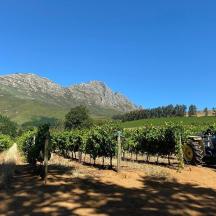 a blue tractor parked in a vineyard with mountains in the background