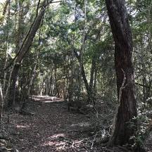 un bosc ple d'arbres i un camí de terra