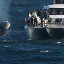 a group of people on a boat with a whale in the water