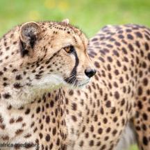 een close-up van een cheeta die in een veld staat