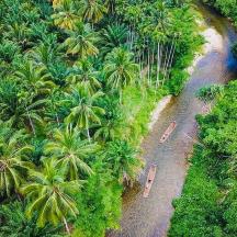 an aerial view of a jungle with palm trees and a river