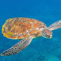 una tortuga verda nedant a l'aigua