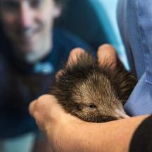 a man holding a small hedgehog in his hand