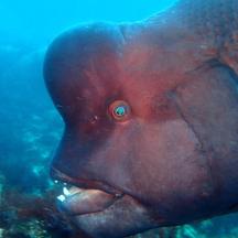 a close up of a fish in the water
